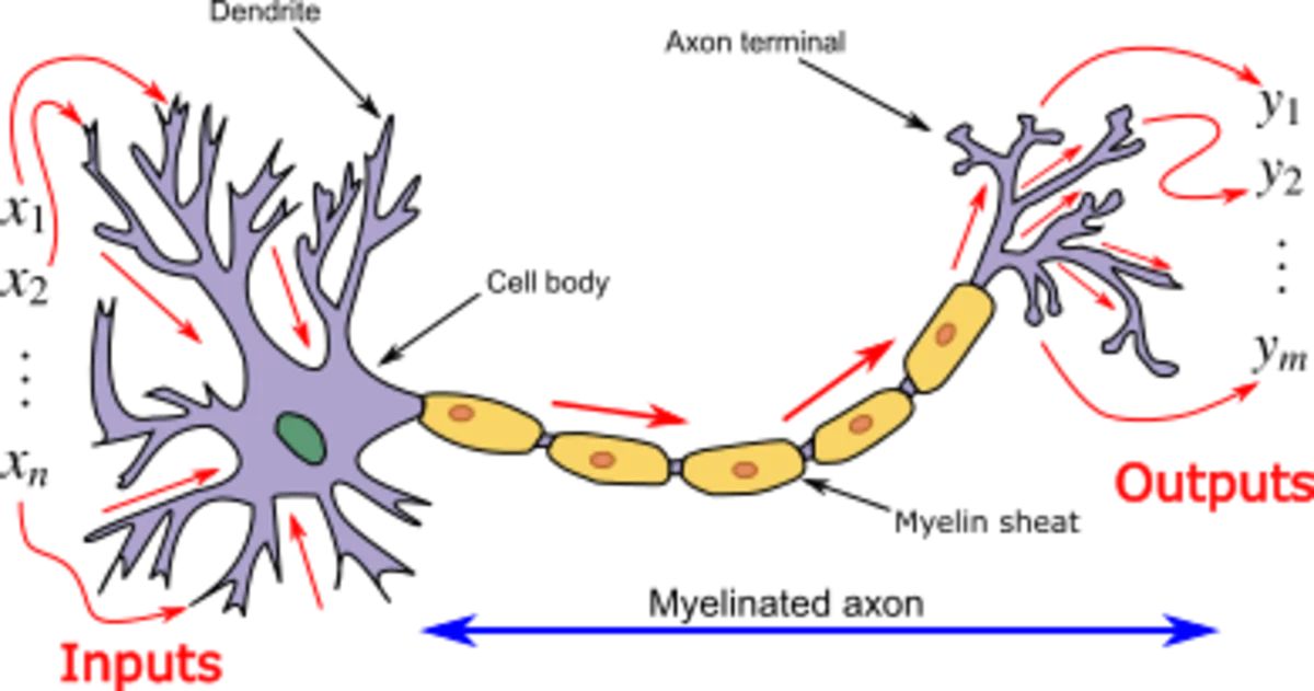 An artificial neuron is a mathematical function conceived as a model of biological neurons [[wikipedia](https://en.wikipedia.org/wiki/Artificial_neuron)]