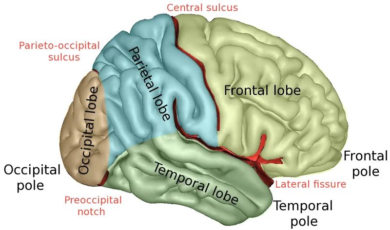 The lateral surface of the cerebrum, 4 lobes are shown [[source](https://en.wikipedia.org/wiki/Lobes_of_the_brain)]
