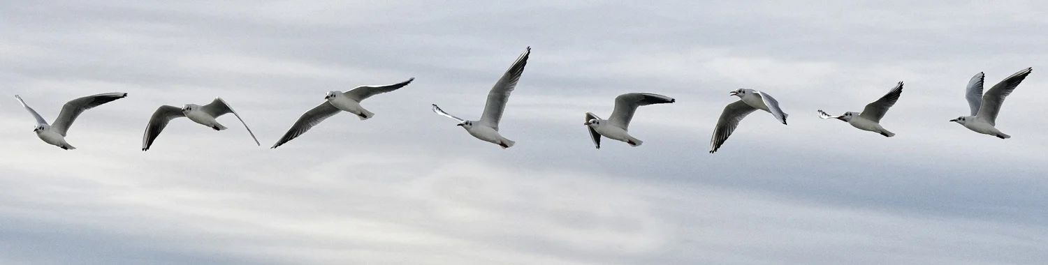 [[source](https://pixabay.com/photos/flight-seagull-sequence-bird-1179587/)]